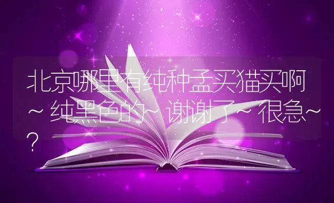 北京哪里有纯种孟买猫买啊~纯黑色的~谢谢了~很急~？ | 动物养殖问答