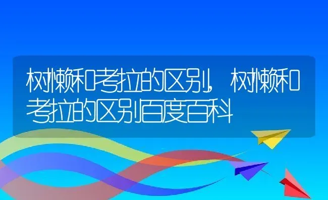 树懒和考拉的区别,树懒和考拉的区别百度百科 | 宠物百科知识