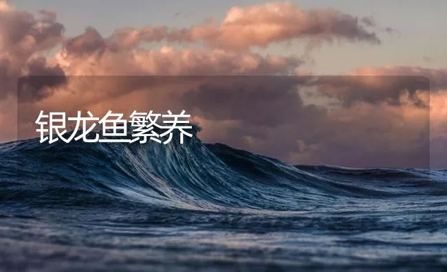 银龙鱼繁养 | 海水养殖技术