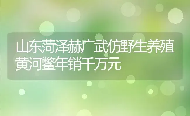 山东菏泽赫广武仿野生养殖黄河鳖年销千万元 | 动物养殖百科