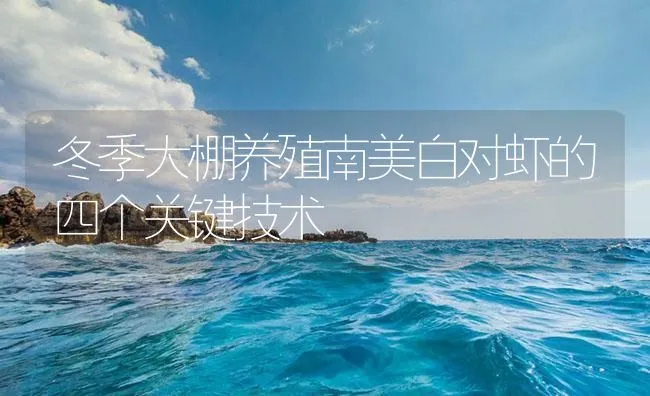 冬季大棚养殖南美白对虾的四个关键技术 | 海水养殖技术