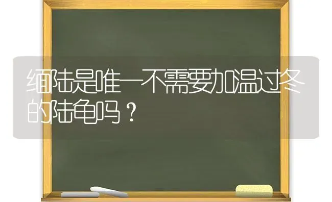 缅陆是唯一不需要加温过冬的陆龟吗？ | 动物养殖问答