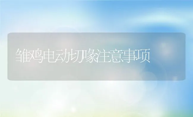 雏鸡电动切喙注意事项 | 动物养殖学堂