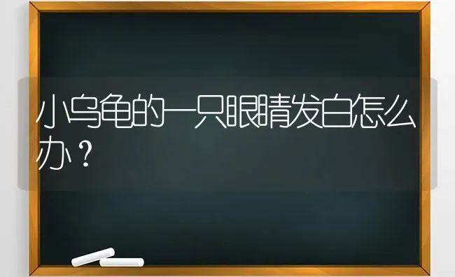 小乌龟的一只眼睛发白怎么办？ | 动物养殖问答