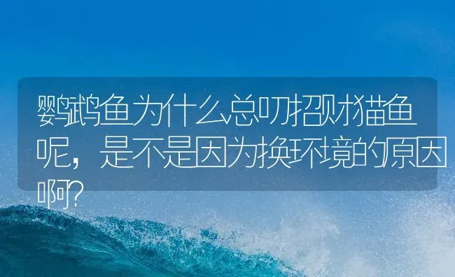 鹦鹉鱼为什么总叨招财猫鱼呢，是不是因为换环境的原因啊？ | 鱼类宠物饲养