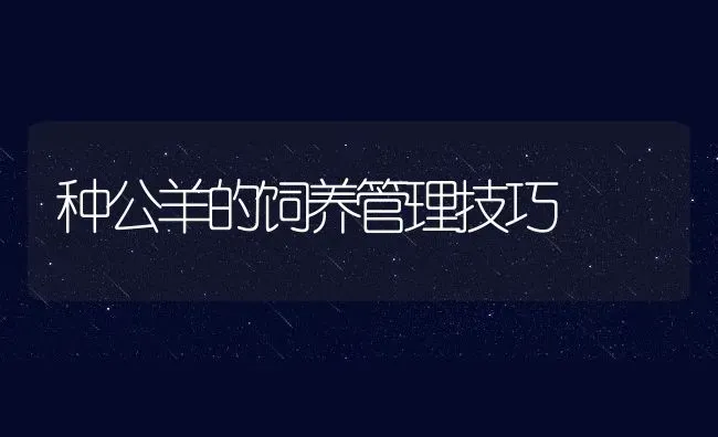 种公羊的饲养管理技巧 | 动物养殖教程