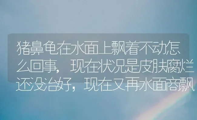 猪鼻龟在水面上飘着不动怎么回事,现在状况是皮肤腐烂还没治好，现在又再水面商飘着了，看他都快不喘气了？ | 动物养殖问答