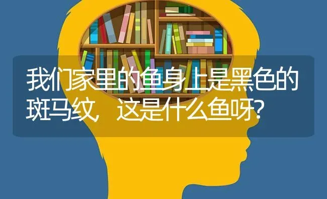 我们家里的鱼身上是黑色的斑马纹,这是什么鱼呀？ | 鱼类宠物饲养