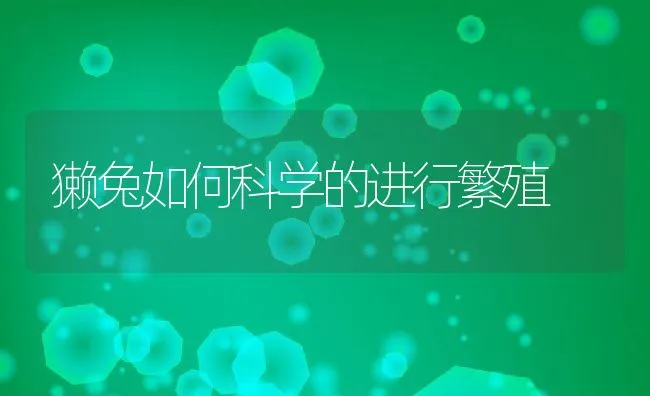 獭兔如何科学的进行繁殖 | 动物养殖学堂