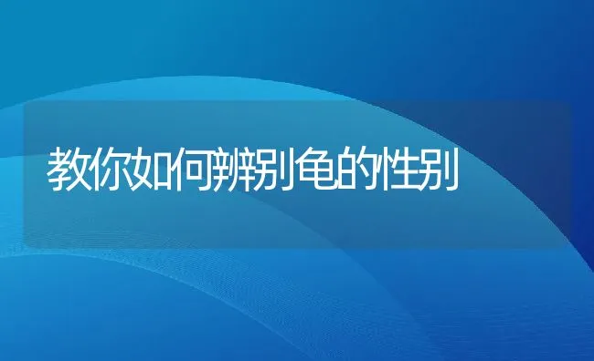 教你如何辨别龟的性别 | 动物养殖学堂