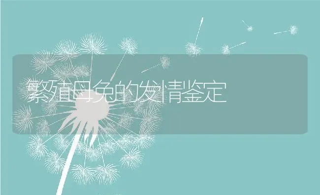 繁殖母兔的发情鉴定 | 动物养殖百科