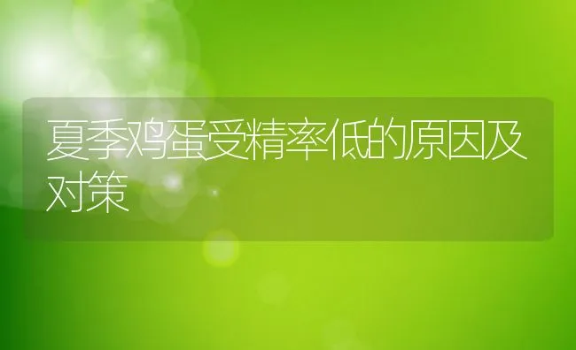 夏季鸡蛋受精率低的原因及对策 | 动物养殖学堂