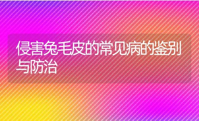 獭兔养殖重要事项 | 水产养殖知识