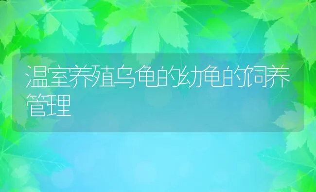 温室养殖乌龟的幼龟的饲养管理 | 动物养殖饲料