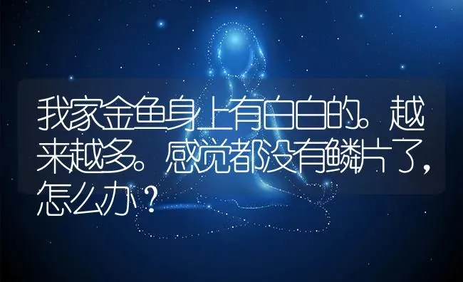 我家金鱼身上有白白的。越来越多。感觉都没有鳞片了，怎么办？ | 鱼类宠物饲养