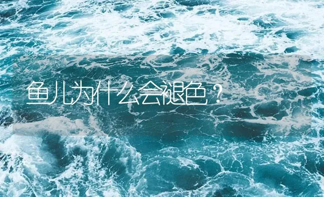 鱼儿为什么会褪色？ | 海水养殖技术