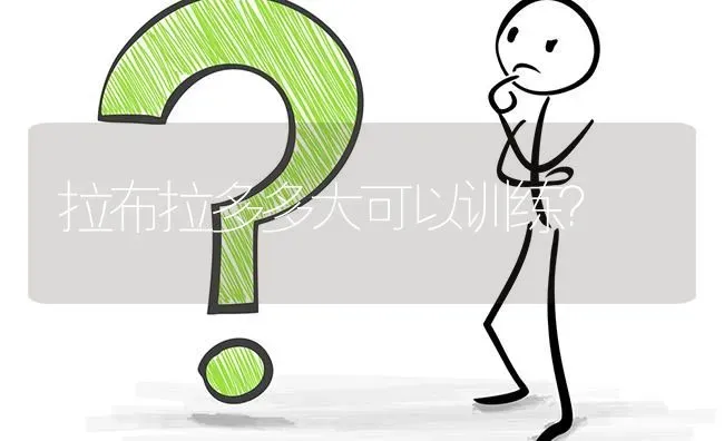 拉布拉多多大可以训练？ | 动物养殖问答