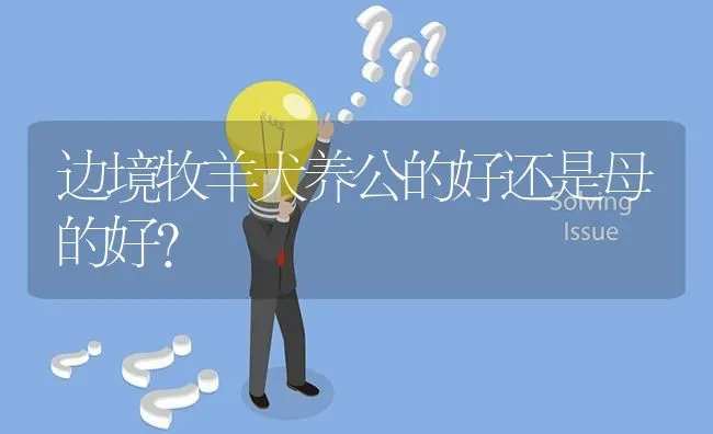 边境牧羊犬养公的好还是母的好？ | 动物养殖问答