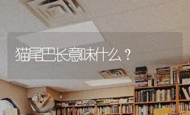 猫尾巴长意味什么？ | 动物养殖问答