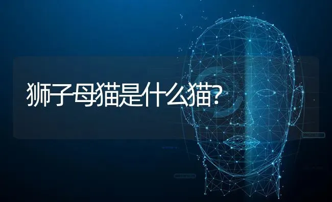 狮子母猫是什么猫？ | 动物养殖问答