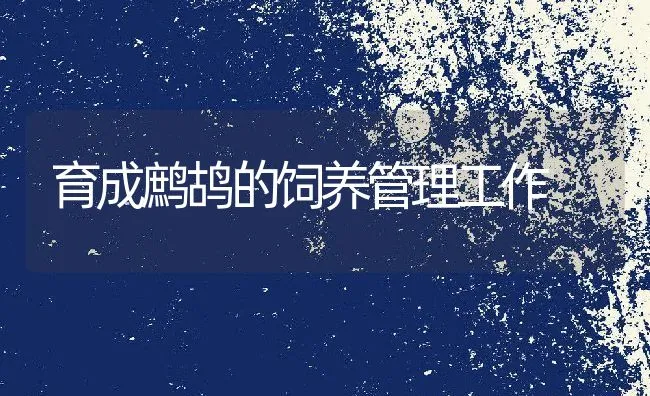 豆粕喂牛注意事项 | 动物养殖学堂