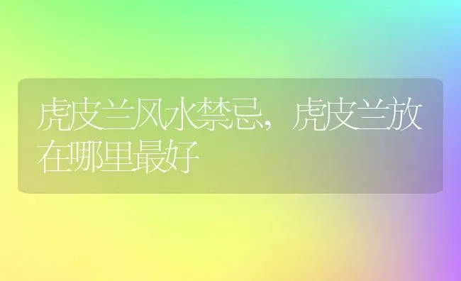 虎皮兰风水禁忌,虎皮兰放在哪里最好 | 宠物百科知识