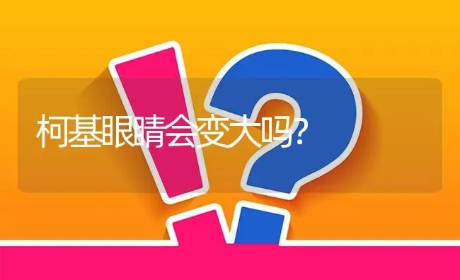 柯基眼睛会变大吗？ | 动物养殖问答