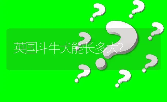 英国斗牛犬能长多大？ | 动物养殖问答