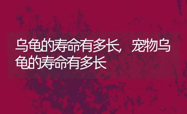 乌龟的寿命有多长,宠物乌龟的寿命有多长 | 宠物百科知识