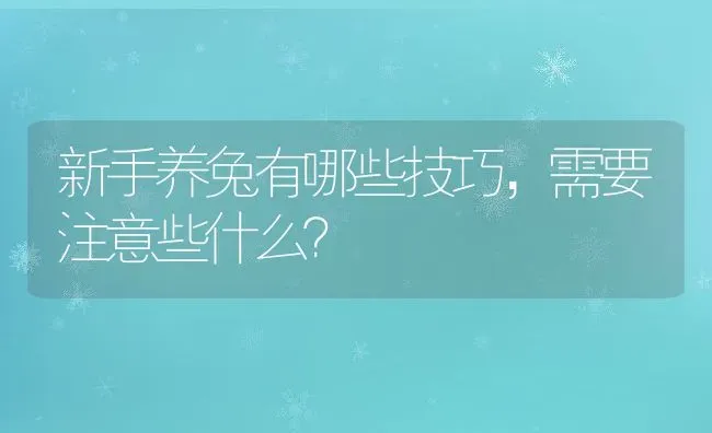 新手养兔有哪些技巧，需要注意些什么？ | 动物养殖百科