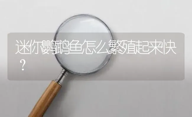 迷你鹦鹉鱼怎么繁殖起来快？ | 鱼类宠物饲养