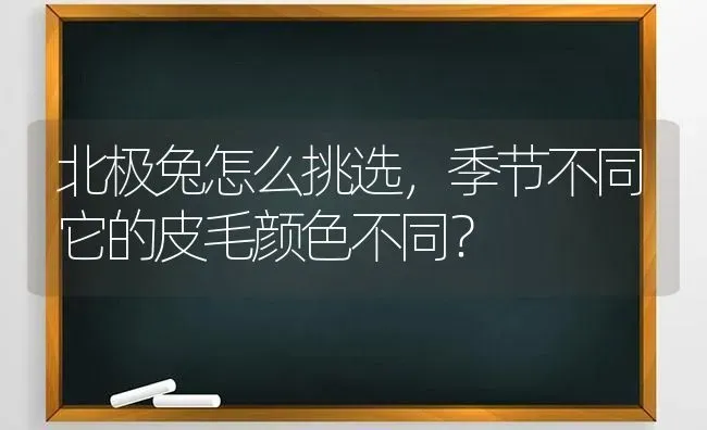 北极兔怎么挑选，季节不同它的皮毛颜色不同？ | 动物养殖问答