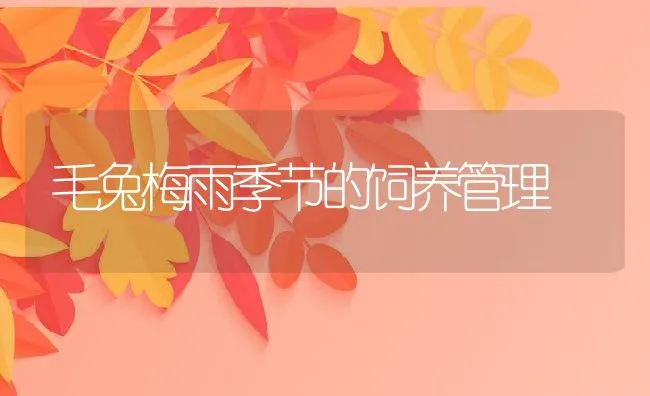 毛兔梅雨季节的饲养管理 | 水产养殖知识