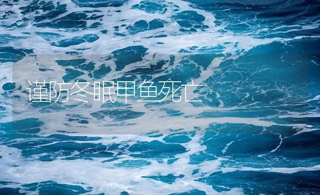 谨防冬眠甲鱼死亡 | 海水养殖技术