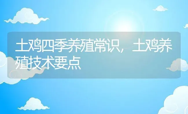 土鸡四季养殖常识，土鸡养殖技术要点 | 动物养殖百科