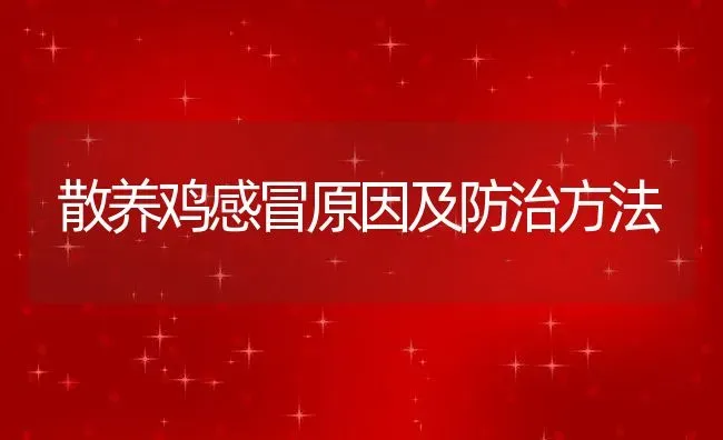 散养鸡感冒原因及防治方法 | 动物养殖百科