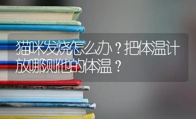 猫咪发烧怎么办？把体温计放哪测他的体温？ | 动物养殖问答