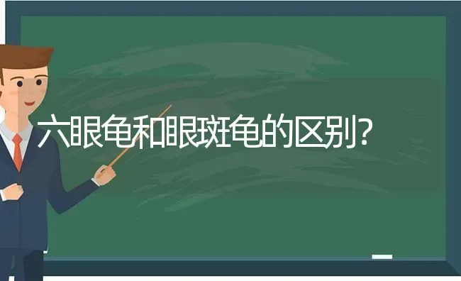 火焰龟和西部锦龟哪种更漂亮？ | 动物养殖问答