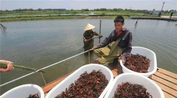 如何养殖小龙虾？小龙虾日常饲喂技巧