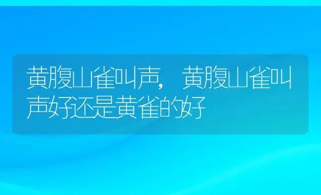 黄腹山雀叫声,黄腹山雀叫声好还是黄雀的好 | 宠物百科知识