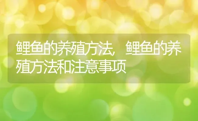 鲤鱼的养殖方法,鲤鱼的养殖方法和注意事项 | 宠物百科知识