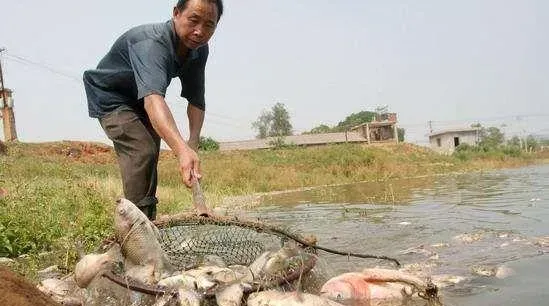 鱼不进食的原因