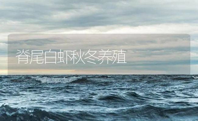 脊尾白虾秋冬养殖 | 海水养殖技术