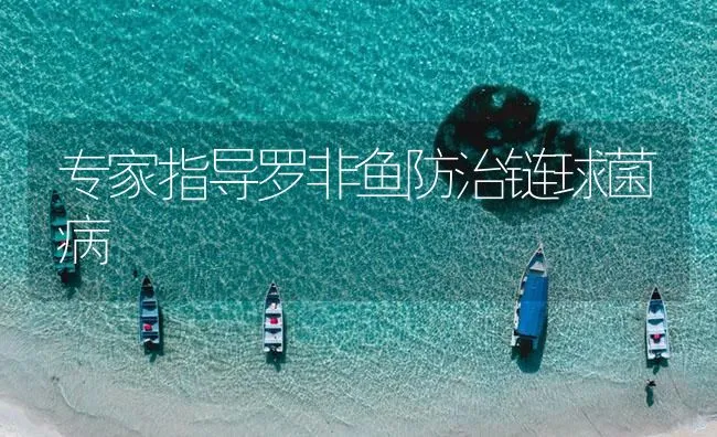 专家指导罗非鱼防治链球菌病 | 海水养殖技术