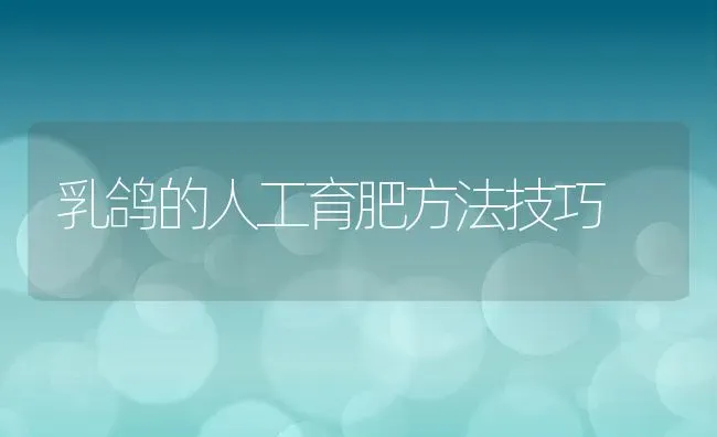 乳鸽的人工育肥方法技巧 | 动物养殖百科