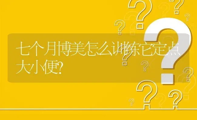 七个月博美怎么训练它定点大小便？ | 动物养殖问答