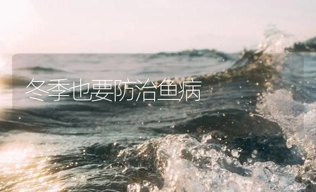 冬季也要防治鱼病 | 海水养殖技术