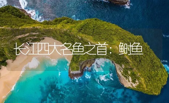 长江四大名鱼之首：鲥鱼 | 海水养殖技术