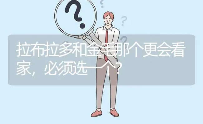 拉布拉多和金毛那个更会看家，必须选一个？ | 动物养殖问答