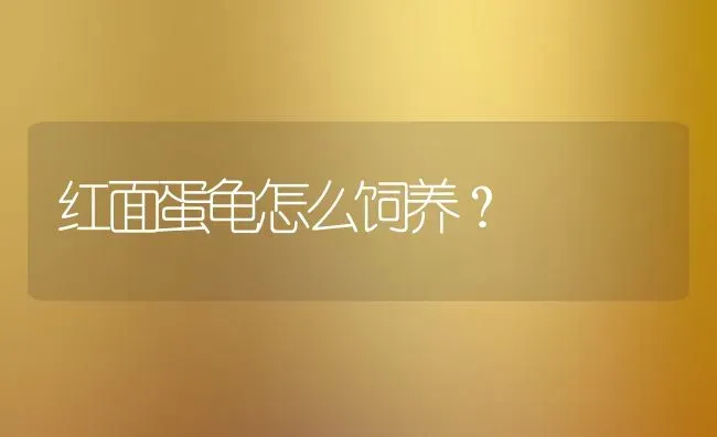 红面蛋龟怎么饲养？ | 动物养殖问答